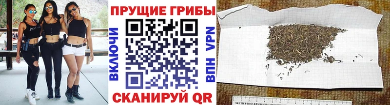 Купить где  Каргополь  Псилоцибиновые грибы мицелий 